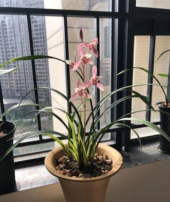 向阳园艺 有没有那种高档好养的花？兰花高端大气，放在阳台上就能养活