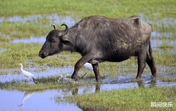瞬间快乐|9月2号后，生肖牛多年愿望终成真，锦鲤翻身，工作顺风顺水