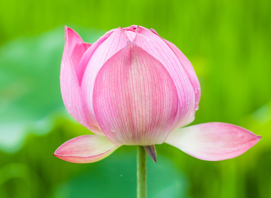 星临天下|8月中旬，4属相运势上升，财运亨通，事业节节攀升，顺风顺水