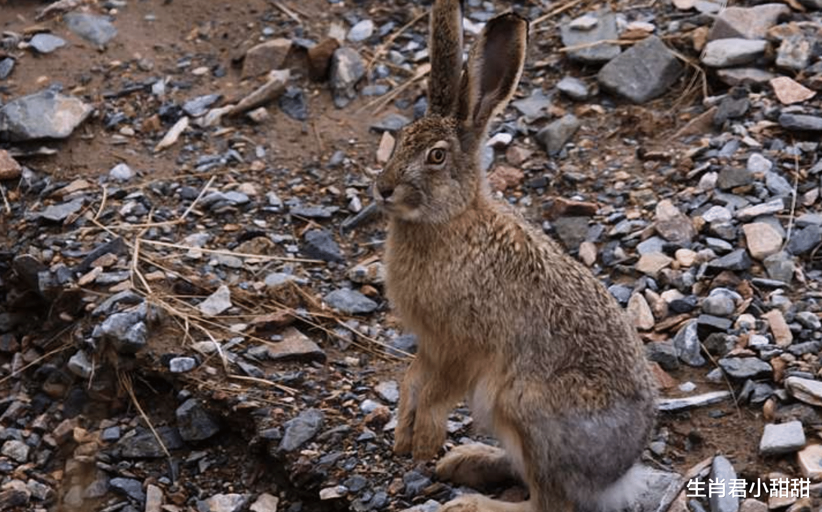 属兔|未来两周，属兔人走出困境熬出头，往后日子越过越好事事顺遂