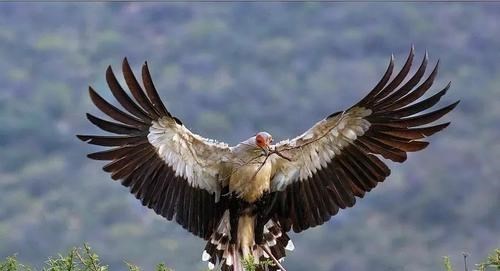 毒蛇 蛇鹫一直被誉为是非洲毒蛇的天敌，它究竟有多厉害？