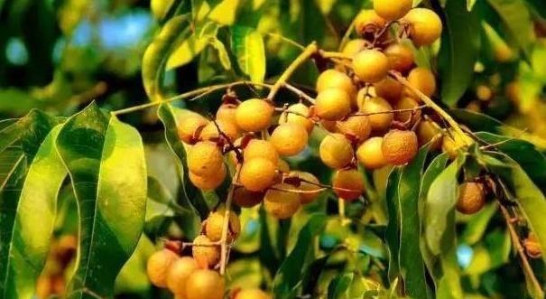 若珍|俗称“假龙眼”，小时候常捡去卖钱，现在掉落一地也没人要