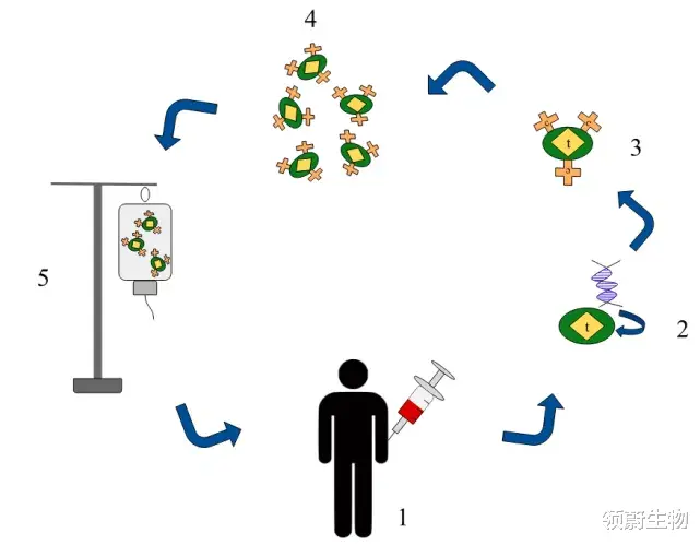 抗体 被诺奖遗忘的伟大发现：T细胞和B细胞，定义现代免疫学的起点