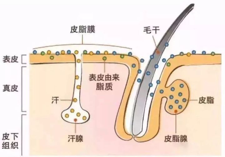 氨基酸|超市“隐藏”的几种护肤品，摆在货架上无人问津，却便宜又好用