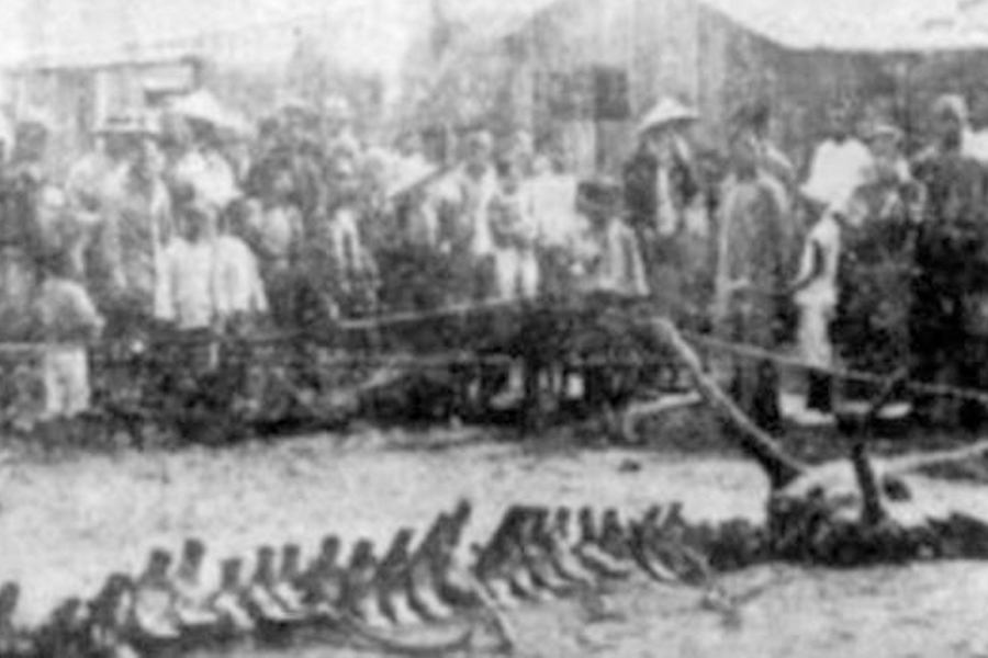  龙真的存在吗？报社记者：不仅存在，还死了！