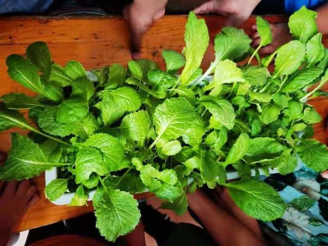 长城网 草场街小学开发特色劳动课程