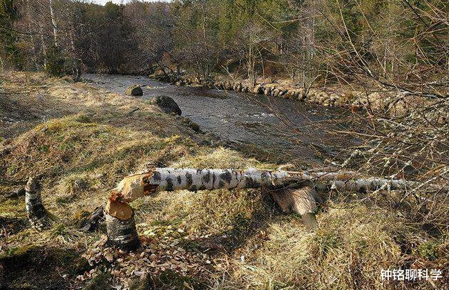 钟铭聊科学 “基建狂魔”河狸为什么喜欢修水坝？为何会被自己咬断的树砸死？