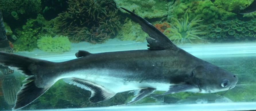 小蓝鲨会不会吃小型鱼?