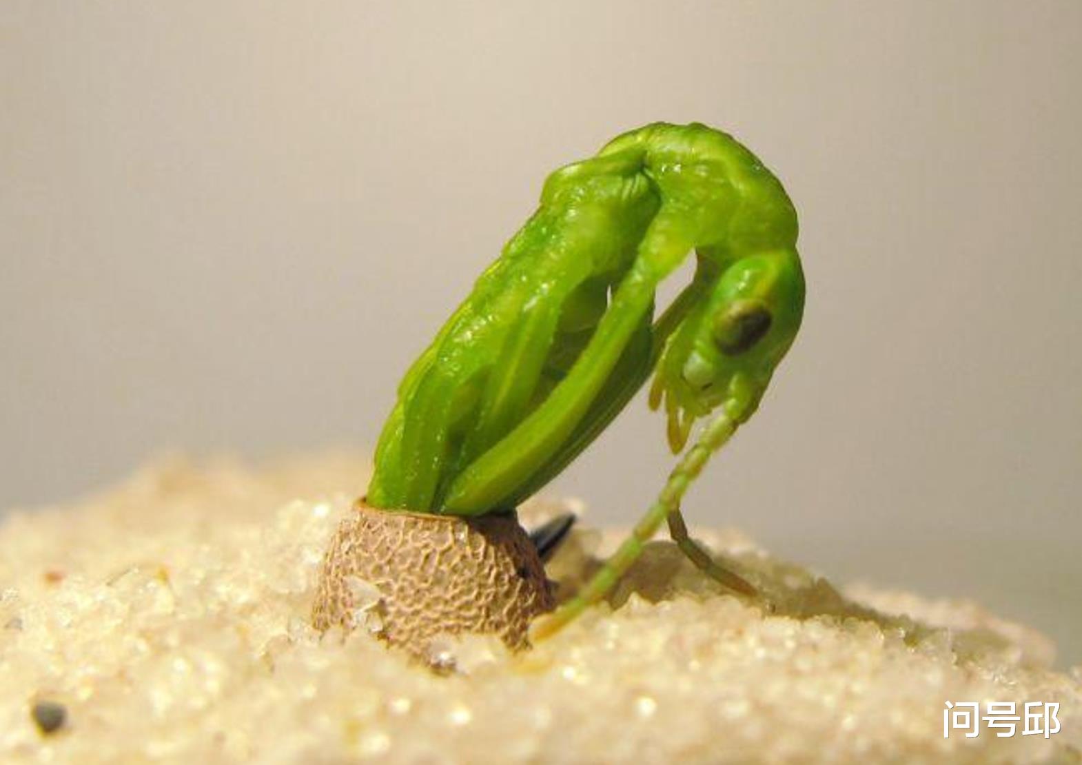  澳洲“陆地龙虾”由被误认为灭绝再到重新发现，堪称物种的奇迹