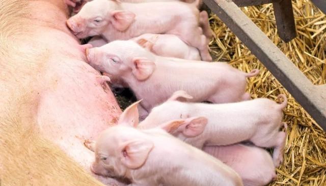 基因 人类不能近亲繁殖，为什么却让动物“回交”？这不违反伦理道德吗