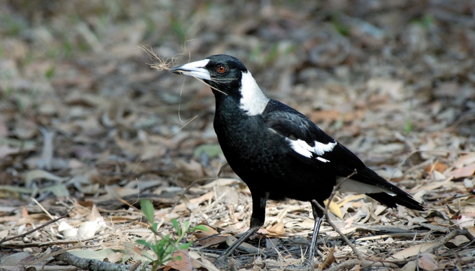 新型冠状肺炎 气候异常让动物开始攻击人类？澳洲女婴因喜鹊袭击死亡，太痛心了