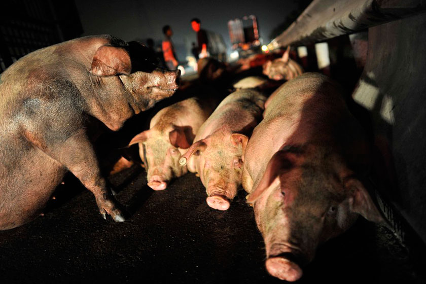 生猪价格 2021.5.9猪价：出栏仍旧困难，低价位难出头！！！