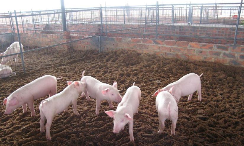 比特币 巨亏30亿!饿死270万头猪,养猪第一股到底发生了什么事?