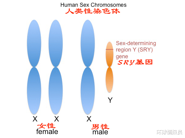 染色体 为什么Y染色体加速退化？科学家：结构不配对，让它“壮士断腕”