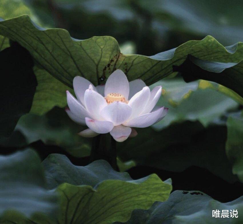 唯晨说 看不起你的人，张口闭口都是“特别”的话，愿你早点懂得