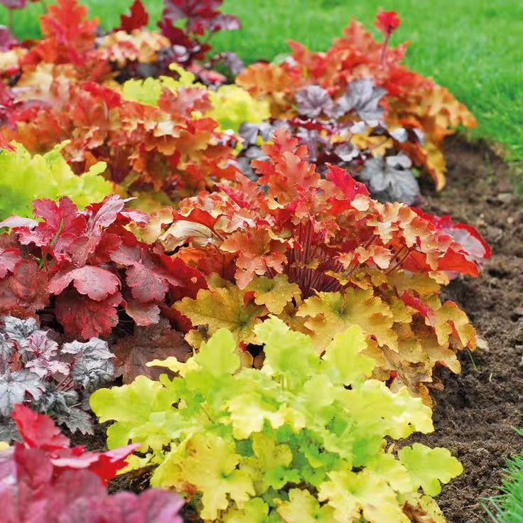 |80㎡最美乡村别墅小院，全由自己亲手布置设计，超有成就感