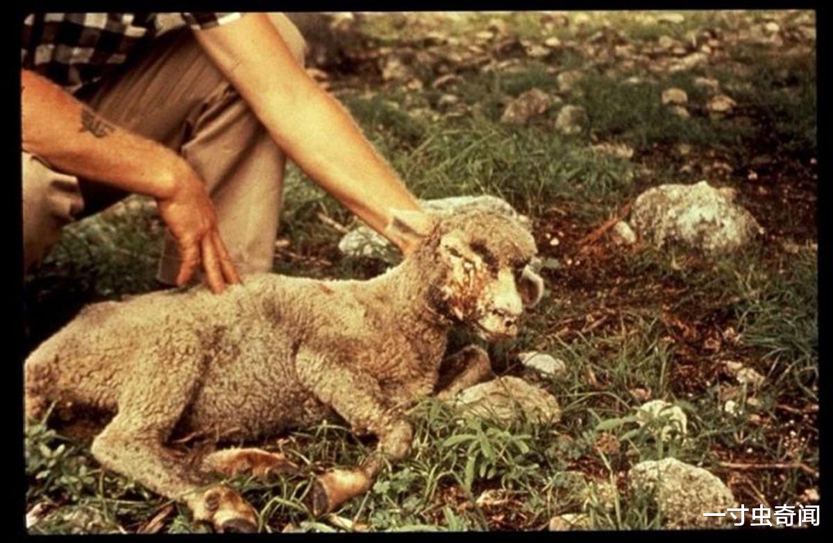 一寸虫奇闻|食人蝇堪称嗜血钻头，近百万牲畜被活吃，专家力挽狂澜使出杀手锏