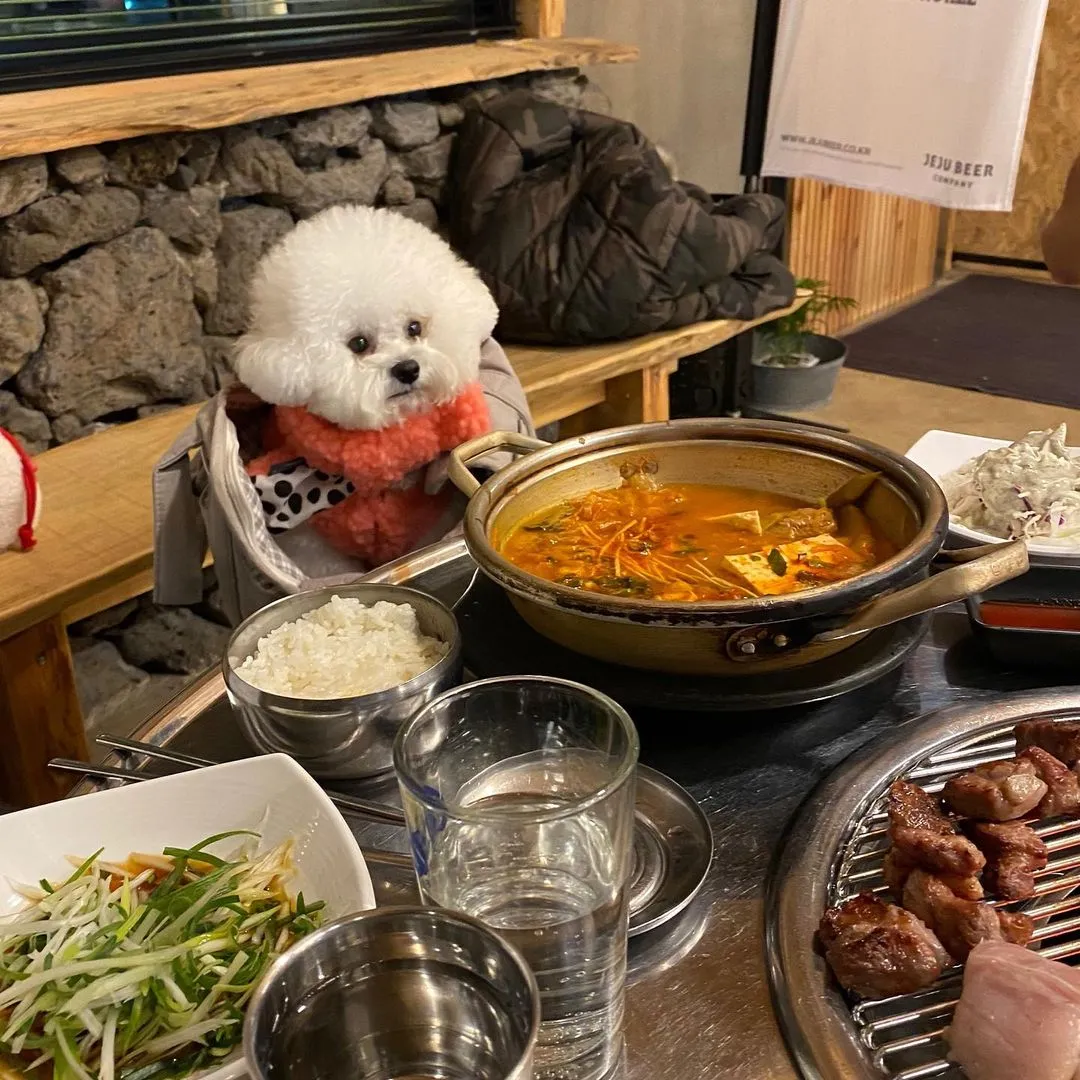 InsDaily 韩国快乐小奶狗爆红网络!看完心都快萌化了!