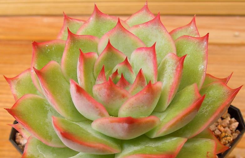 续约紫罗兰 在找有颜值又好养，还容易养成捧花状的多肉？那就是粉色提示了！