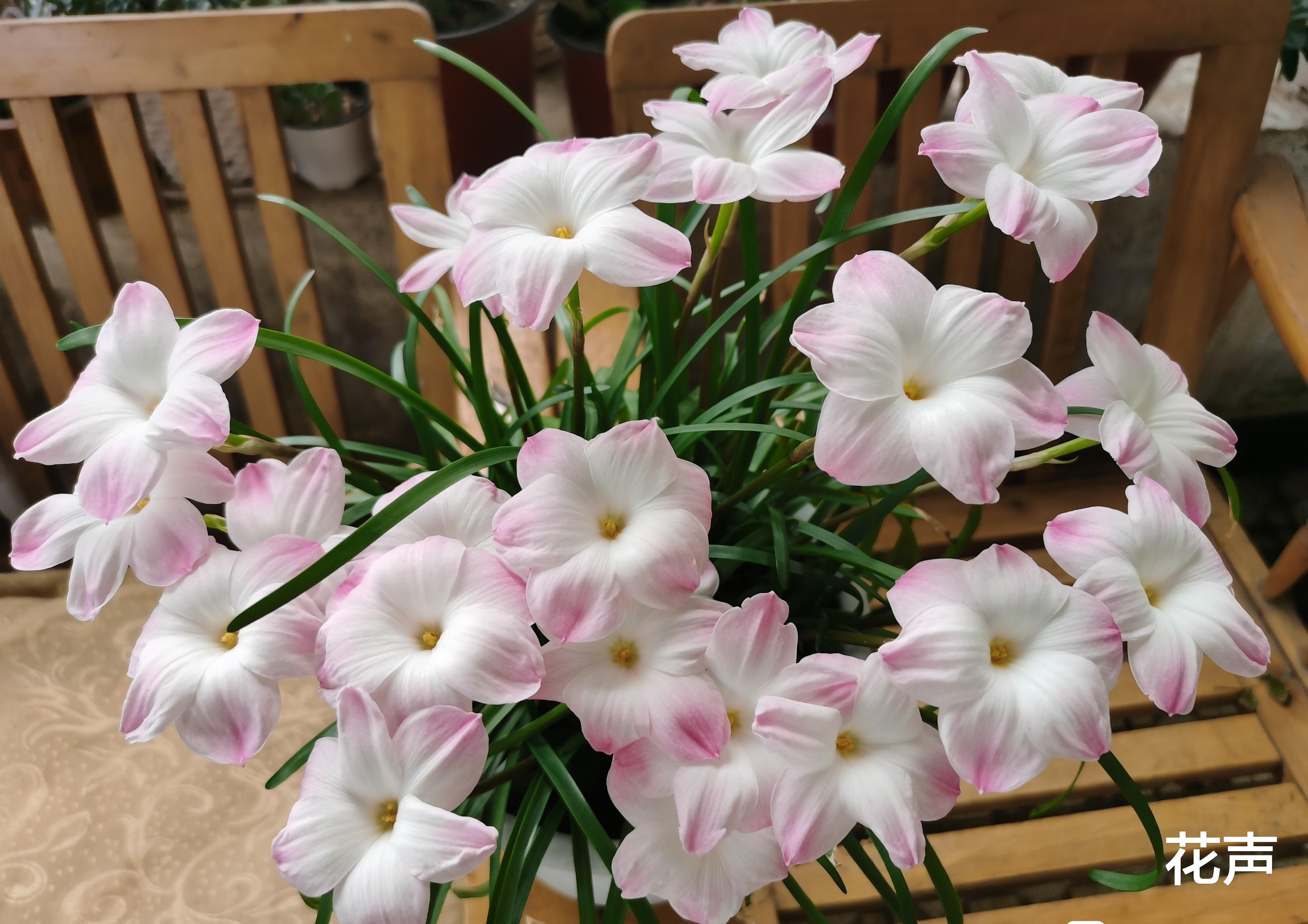 花声|网红盆栽—胖丽丽,美丽又可爱,丰花勤花,养护简单,很值得拥有