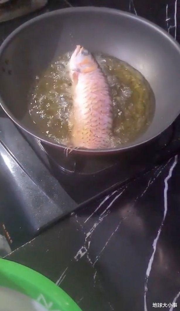 印度尼西亚|印尼人妻不满丈夫不清鱼缸，竟愤而把红龙鱼丢进油锅做成晚餐
