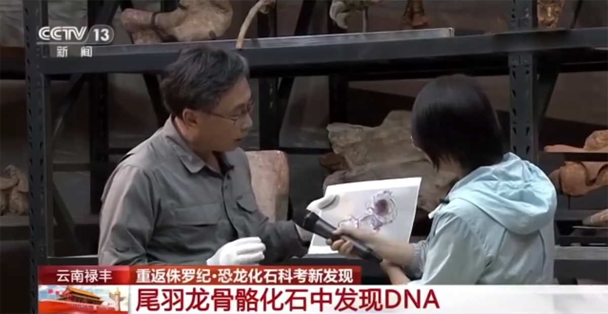 恐龙 我国在恐龙化石上发现疑似DNA物质，中国能率先复活恐龙吗？