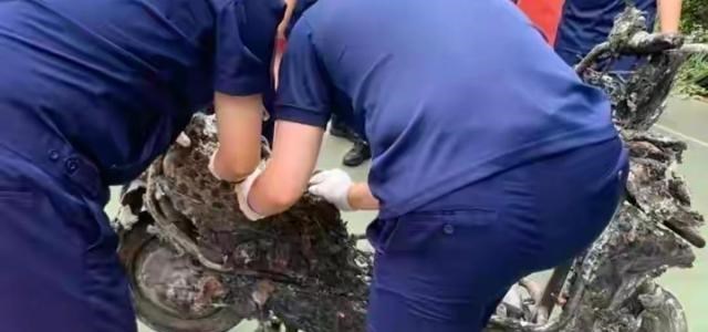 童书小窝|杭州电车自燃事故再出新消息:电池是锂电池,两个月内换过电池