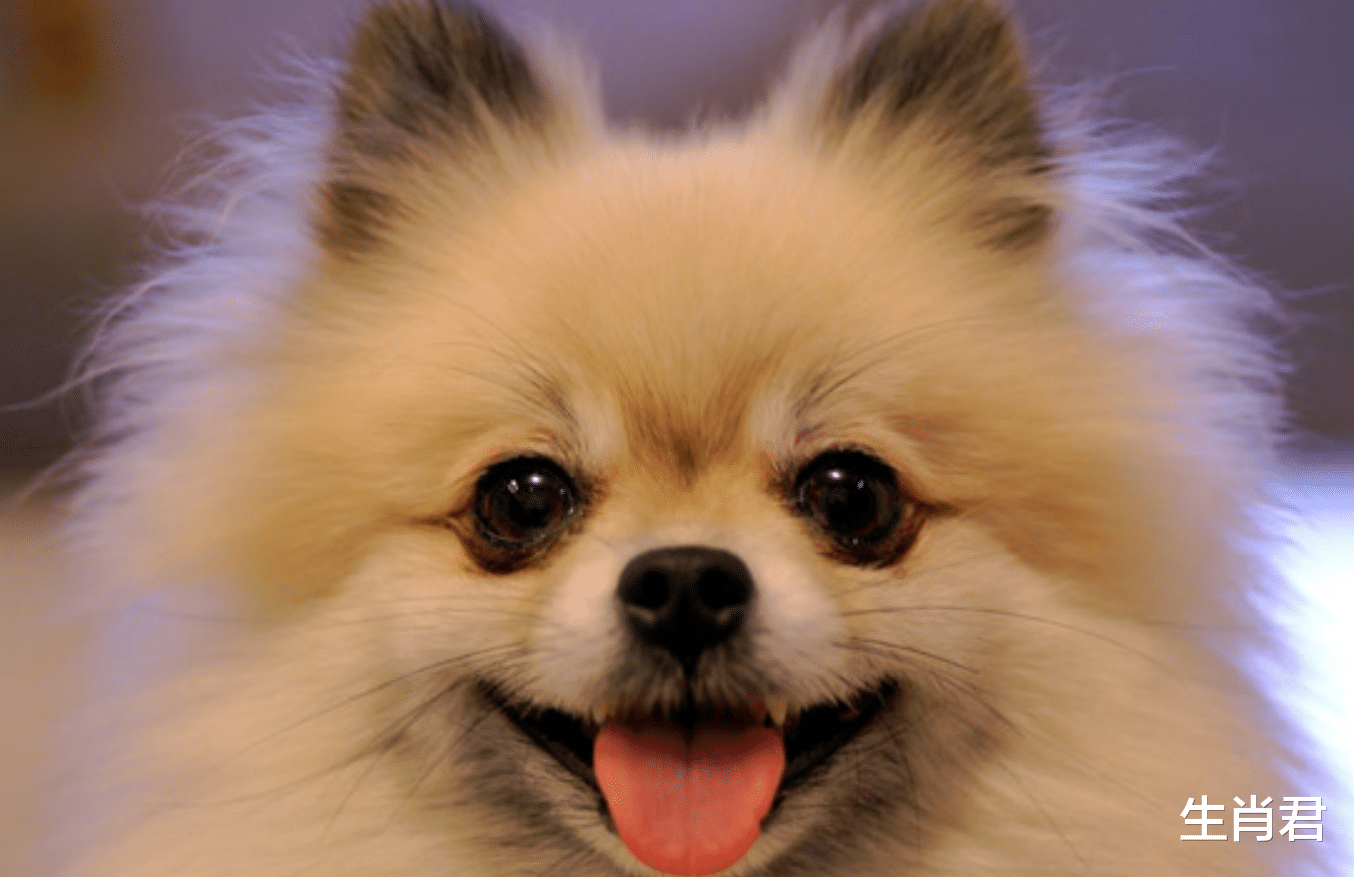 快递|财运加持事业高升，在职场中披荆斩棘的属狗人，终于迎来春天