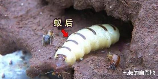 蚂蚁帝国 假如“蚁后”死了，剩下的蚂蚁怎么办？