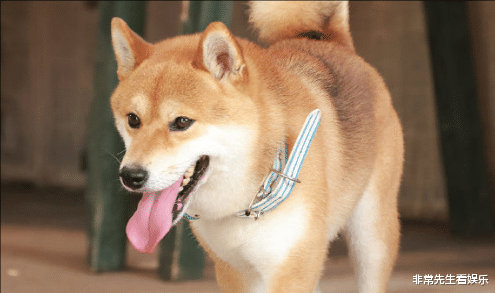 向往5|《向往5》6.8分收官，五季以来最低，节目还有办下去的必要吗