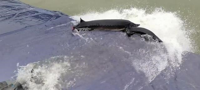 红眼|500斤的大鱼被放入垂钓池，这谁能钓起来？网友：得用钢筋