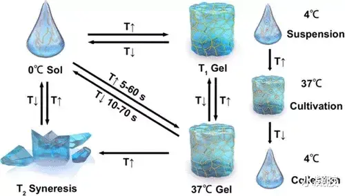 生物降解 贺超良/陈学思院士：快速热可逆和可生物降解的多肽水凝胶
