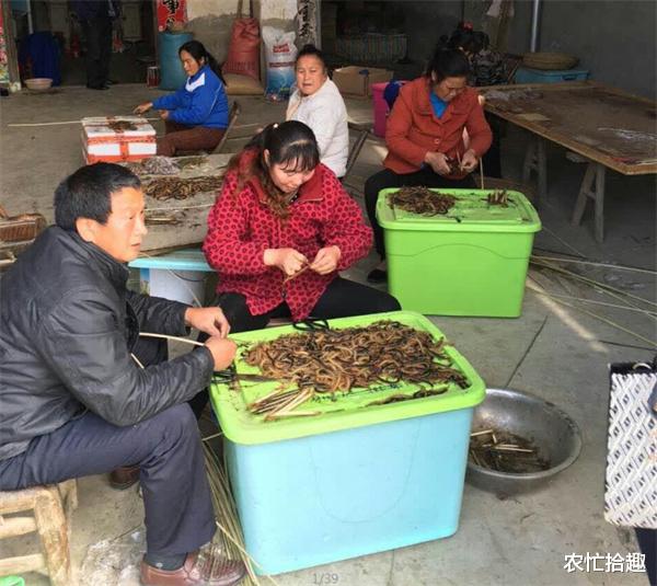 农忙拾趣 又一虫子稀缺，连年肆意捕捉，如今产新季将过，商贩难收到货