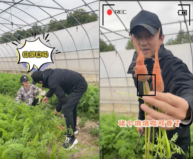 孙俪|孙俪夫妇下田挖红薯！用脚踩铁锹动作卖力，子女一直叫喊没空理