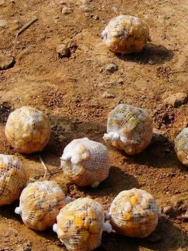 |怎么才能把鱼快速诱到钓点？聚鱼最快速的钓鱼小药——盛世三渔