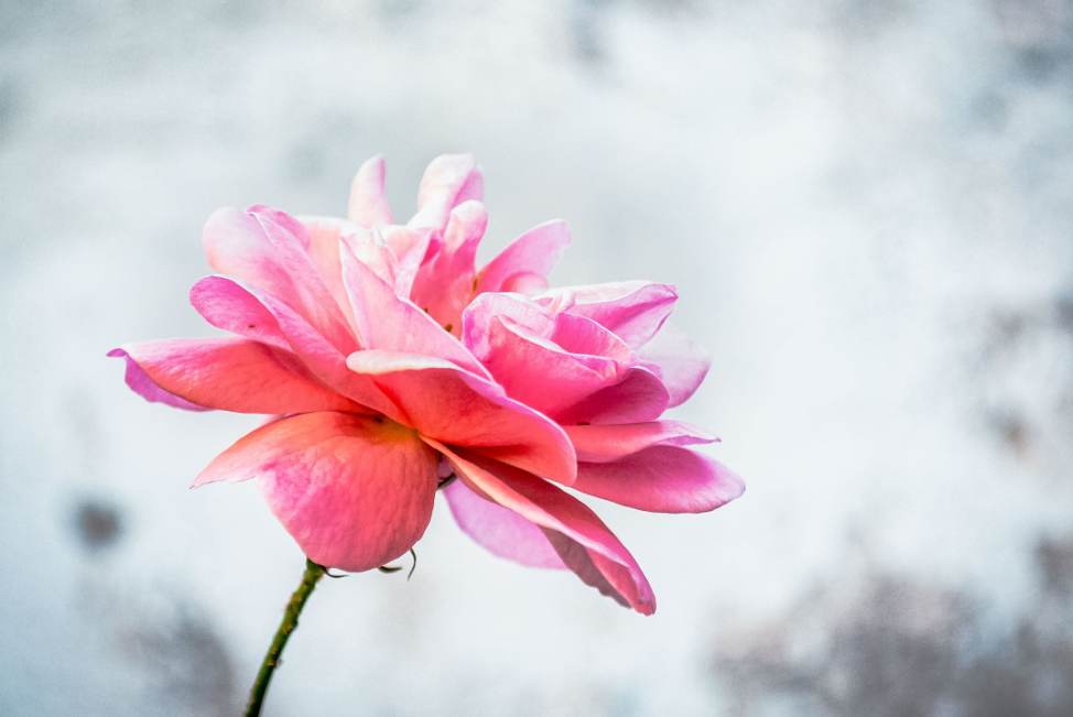 生肖夜读|7月，紫气东来，桃花运旺，恋爱顺利，3生肖喜结良缘，如鱼得水