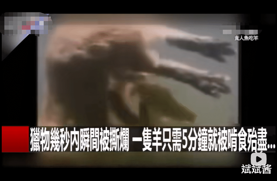 食人鱼 食人鱼可怕吗，为什么没有在亚马逊河泛滥？