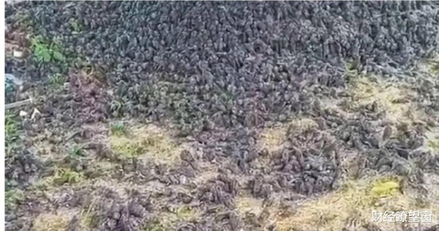 董焕说星座|巴厘岛见末日景象！麻雀集体暴毙无数尸体堆积如山