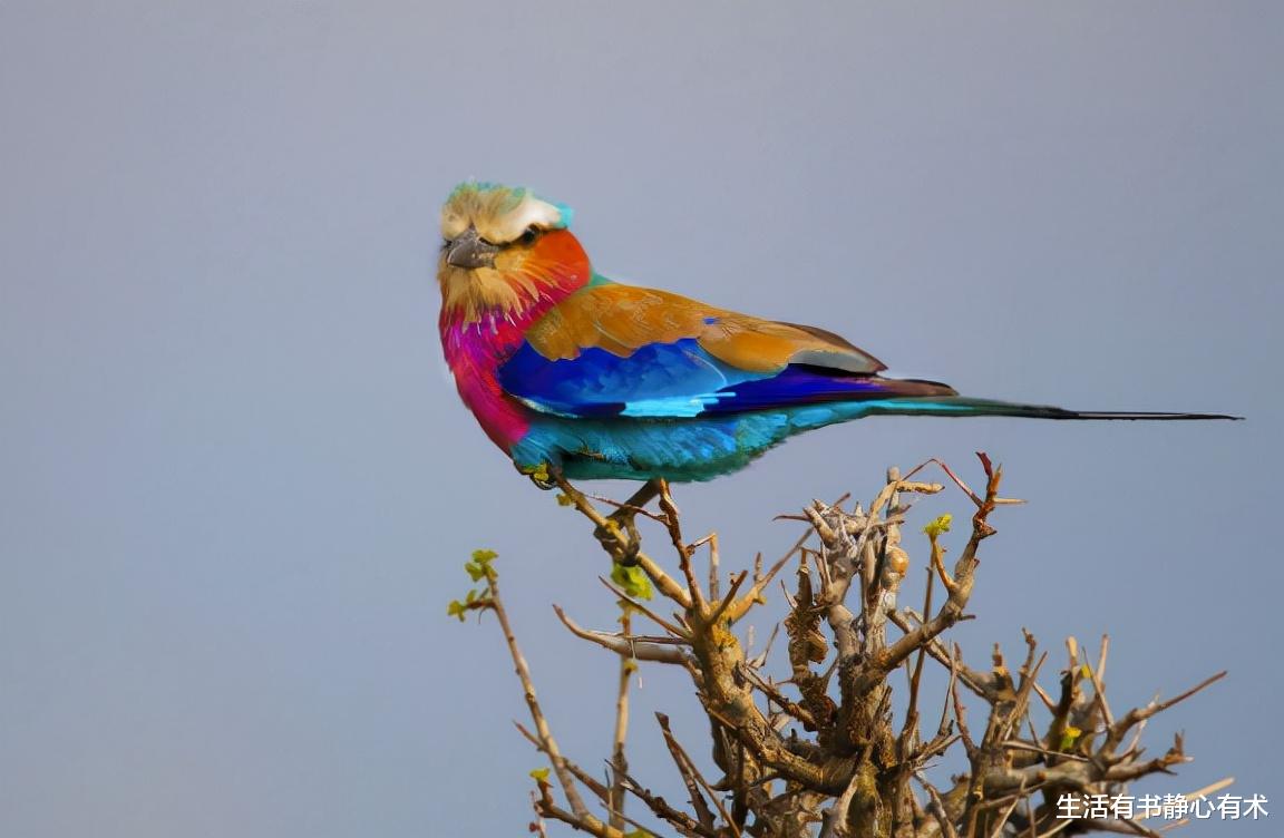  涨知识，盘点那些奇奇怪怪可可爱爱的动物界冷知识