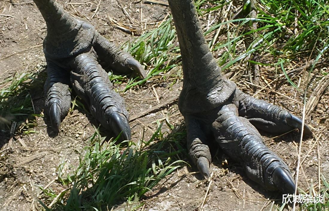 鸵鸟 很奇怪像鸵鸟这种，遇到危险就把头埋进土里的生物，为什么没灭绝