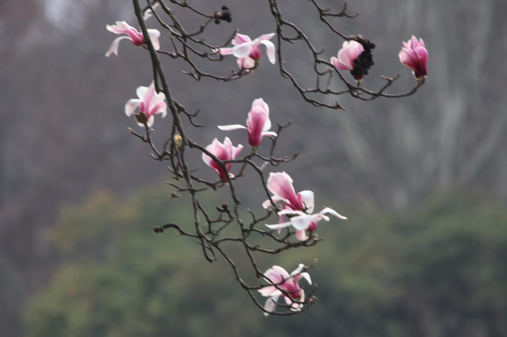 行走江苏 南京连日春暖 雨花台宝华玉兰绽放