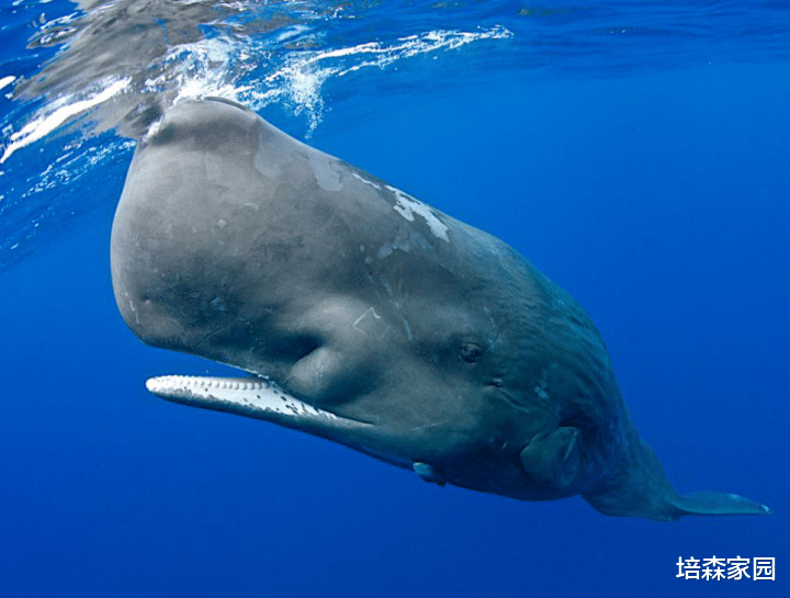 UFO 体型这么大的鲸鱼竟然只有一半牙齿？