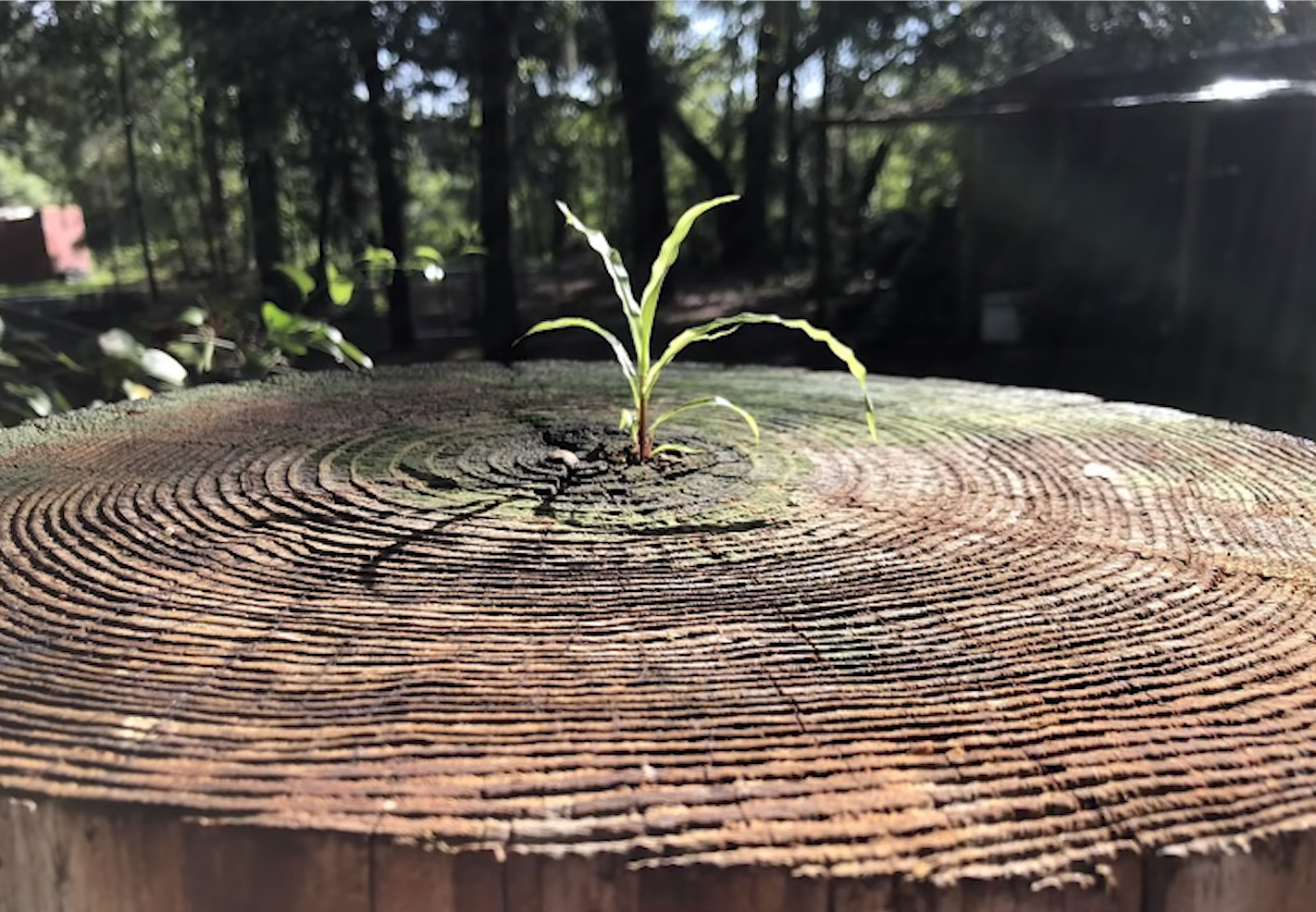  25张罕见的照片，证明世界充满了奇迹
