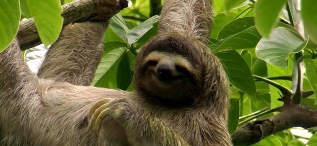  生树上、死树上，懒到极点的树懒，只有一件事是积极的：交配