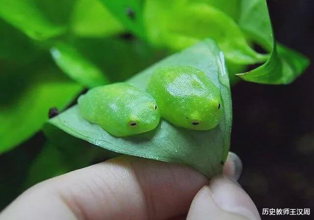 蜘蛛 物种界的泥石流：不是蜘蛛的蜘蛛，不是蚂蚁的蚂蚁