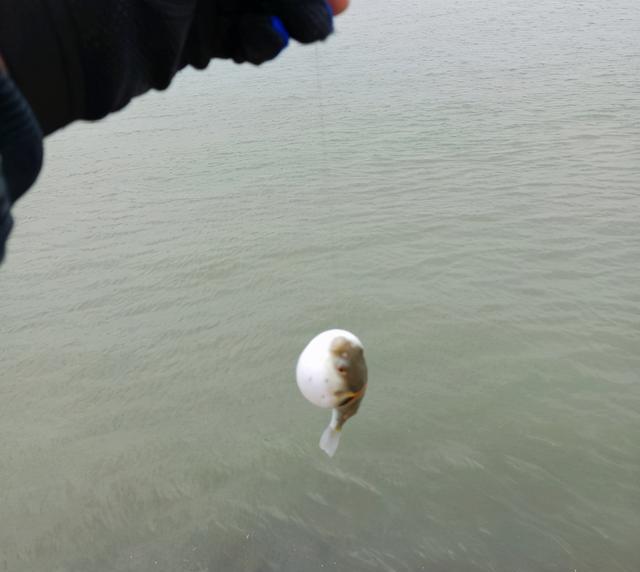 |深圳钓友珠江连续钓起十几条河豚,珠江里河豚这么多?