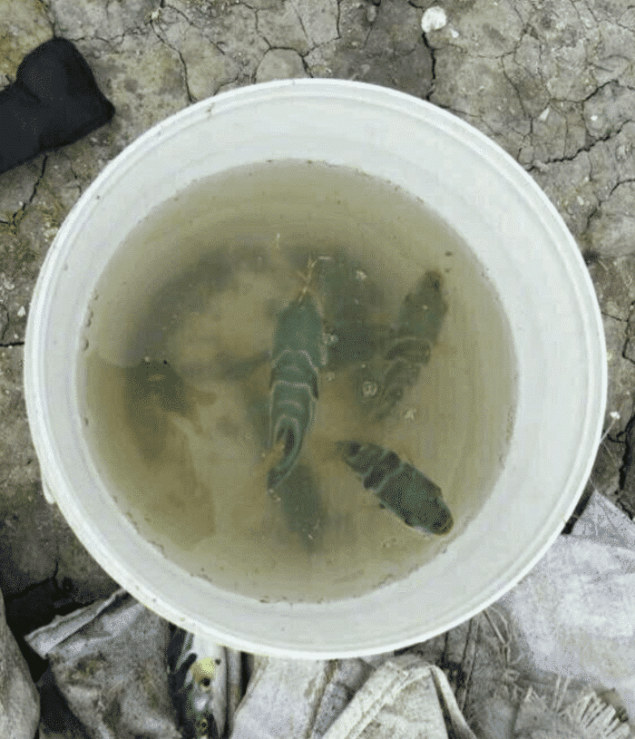 萌萌萌说|“刚钓了几条鱼，打算打个牙祭！”感觉评论区不妙啊！哈哈哈