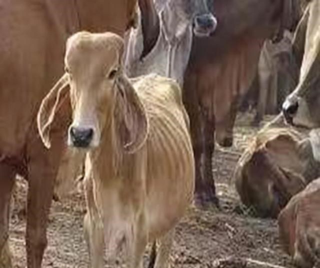 印度|印度男子抛妻弃子，花费17万和母牛结婚，婚后的生活幸福美满