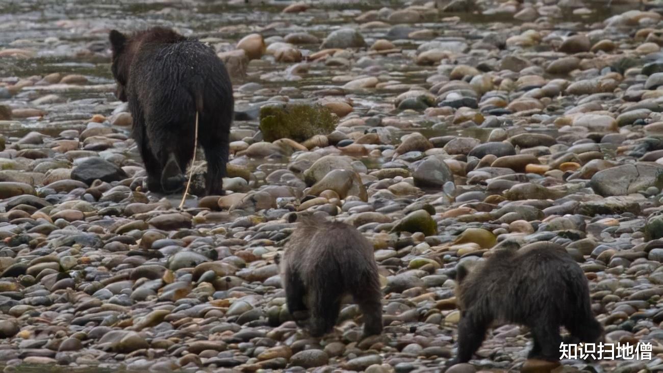 科学家 熊身后拖着10米长的东西是什么？为何还会动？科学家：人体内也有