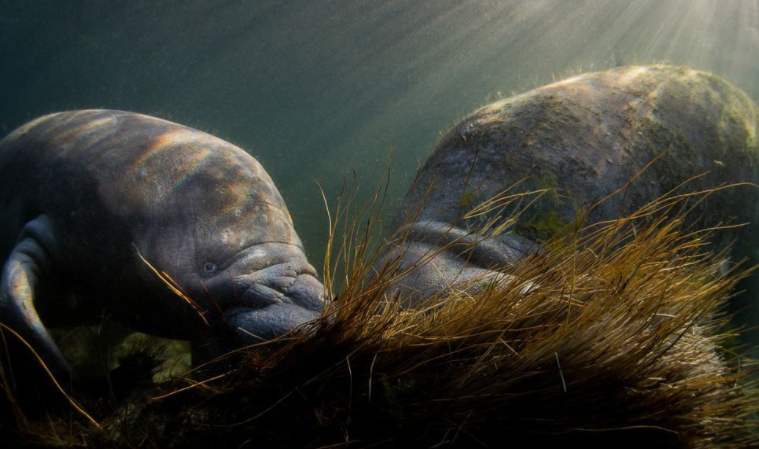 大象|带你了解海底神秘生物：海牛